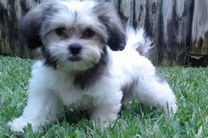 Adorable Zuchon Teddy Bear Puppies: Find Your Furry Friend Teddy Information – Everything You Need to Know About Teddy Bears Adorable Zuchon Teddy Bear Puppies: Find Your Furry Friend | Teddy Information – Everything You Need to Know About Teddy Bears