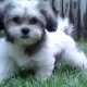 Adorable Zuchon Teddy Bear Puppies: Find Your Furry Friend | Teddy Information – Everything You Need to Know About Teddy Bears