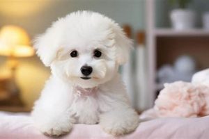 Adorable Teddy Bear Cut Bichon Frise Styles | Teddy Information – Everything You Need to Know About Teddy Bears