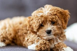 Teddy Bear Dog Prices & Cost: 2024 Guide Teddy Information – Everything You Need to Know About Teddy Bears Teddy Bear Dog Prices & Cost: 2024 Guide | Teddy Information – Everything You Need to Know About Teddy Bears