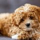 Teddy Bear Dog Prices & Cost: 2024 Guide | Teddy Information – Everything You Need to Know About Teddy Bears
