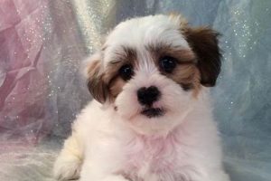 Find Teddy Bear Dog Breeders in Iowa Now Teddy Information – Everything You Need to Know About Teddy Bears Find Teddy Bear Dog Breeders in Iowa Now | Teddy Information – Everything You Need to Know About Teddy Bears