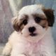 Find Teddy Bear Dog Breeders in Iowa Now | Teddy Information – Everything You Need to Know About Teddy Bears
