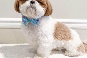 Adorable Teddy Cut Shih Tzu Styles & Grooming Teddy Information – Everything You Need to Know About Teddy Bears Adorable Teddy Cut Shih Tzu Styles & Grooming | Teddy Information – Everything You Need to Know About Teddy Bears