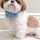 Adorable Teddy Cut Shih Tzu Styles & Grooming | Teddy Information – Everything You Need to Know About Teddy Bears