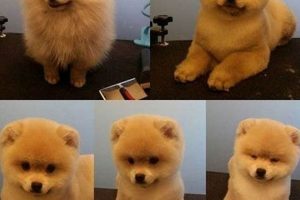 Adorable Pomeranian Teddy Bear Cuts & Styles Teddy Information – Everything You Need to Know About Teddy Bears Adorable Pomeranian Teddy Bear Cuts & Styles | Teddy Information – Everything You Need to Know About Teddy Bears