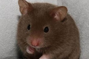 Adorable Syrian Teddy Bear Hamsters: A Guide Safem Fabrication - Precision Engineering & Custom Manufacturing Solutions Adorable Syrian Teddy Bear Hamsters: A Guide | Safem Fabrication - Precision Engineering & Custom Manufacturing Solutions