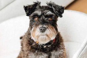 Adorable Teddy Bear Schnauzer Cut & Care Teddy Information – Everything You Need to Know About Teddy Bears Adorable Teddy Bear Schnauzer Cut & Care | Teddy Information – Everything You Need to Know About Teddy Bears