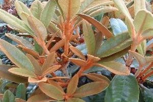 Charming Rhodo Teddy Bear Shrubs for Sale Teddy Information – Everything You Need to Know About Teddy Bears Charming Rhodo Teddy Bear Shrubs for Sale | Teddy Information – Everything You Need to Know About Teddy Bears