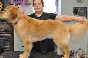 Adorable Teddy Bear Cut Golden Retriever Styles Safem Fabrication - Precision Engineering & Custom Manufacturing Solutions Adorable Teddy Bear Cut Golden Retriever Styles | Safem Fabrication - Precision Engineering & Custom Manufacturing Solutions