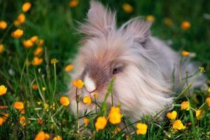 Cuddly Teddy Rabbit Toys & Soft Gifts Teddy Information – Everything You Need to Know About Teddy Bears Cuddly Teddy Rabbit Toys & Soft Gifts | Teddy Information – Everything You Need to Know About Teddy Bears