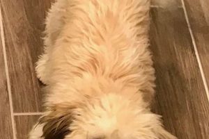 Adorable Zuchon Teddy Bear Dogs: Full Grown Cuteness Teddy Information – Everything You Need to Know About Teddy Bears Adorable Zuchon Teddy Bear Dogs: Full Grown Cuteness | Teddy Information – Everything You Need to Know About Teddy Bears