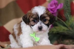 Find Teddy Bear Puppy Breeders in Wisconsin Now! Teddy Information – Everything You Need to Know About Teddy Bears Find Teddy Bear Puppy Breeders in Wisconsin Now! | Teddy Information – Everything You Need to Know About Teddy Bears