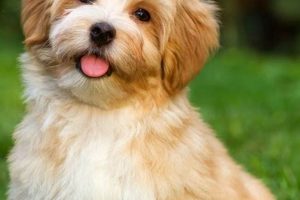 Adorable Havanese Teddy Bear Dog Breed Guide Teddy Information – Everything You Need to Know About Teddy Bears Adorable Havanese Teddy Bear Dog Breed Guide | Teddy Information – Everything You Need to Know About Teddy Bears