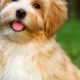 Adorable Havanese Teddy Bear Dog Breed Guide | Teddy Information – Everything You Need to Know About Teddy Bears