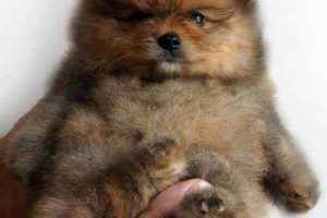 Adorable Teacup Teddy Bear Puppies: A Guide Teddy Information – Everything You Need to Know About Teddy Bears Adorable Teacup Teddy Bear Puppies: A Guide | Teddy Information – Everything You Need to Know About Teddy Bears