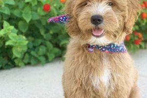Find Custom Teddy Bear Makers Near You Teddy Information – Everything You Need to Know About Teddy Bears Find Custom Teddy Bear Makers Near You | Teddy Information – Everything You Need to Know About Teddy Bears