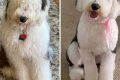 Adorable Sheepadoodle Teddy Bear Cut Styles Teddy Information – Everything You Need to Know About Teddy Bears Adorable Sheepadoodle Teddy Bear Cut Styles | Teddy Information – Everything You Need to Know About Teddy Bears