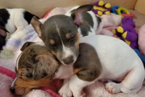 Find Teddy Roosevelt Terrier Puppies for Sale Near You Teddy Information – Everything You Need to Know About Teddy Bears Find Teddy Roosevelt Terrier Puppies for Sale Near You | Teddy Information – Everything You Need to Know About Teddy Bears