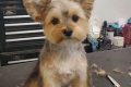 Adorable Teddy Bear Cut Yorkie Styles Teddy Information – Everything You Need to Know About Teddy Bears Adorable Teddy Bear Cut Yorkie Styles | Teddy Information – Everything You Need to Know About Teddy Bears