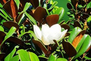 Teddy Magnolia Trees: A Grower's Guide Teddy Information – Everything You Need to Know About Teddy Bears Teddy Magnolia Trees: A Grower's Guide | Teddy Information – Everything You Need to Know About Teddy Bears
