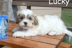 Adopt a Teddy Bear Dog in Wisconsin Today! Teddy Information – Everything You Need to Know About Teddy Bears Adopt a Teddy Bear Dog in Wisconsin Today! | Teddy Information – Everything You Need to Know About Teddy Bears