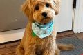 Adorable Teddy Bear Cut Cavapoo Puppies Teddy Information – Everything You Need to Know About Teddy Bears Adorable Teddy Bear Cut Cavapoo Puppies | Teddy Information – Everything You Need to Know About Teddy Bears