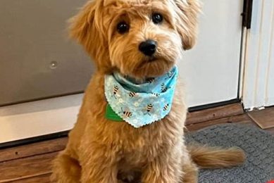 Adorable Teddy Bear Cut Cavapoo Puppies Teddy Information – Everything You Need to Know About Teddy Bears Adorable Teddy Bear Cut Cavapoo Puppies | Teddy Information – Everything You Need to Know About Teddy Bears