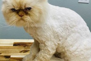 The Cutest Teddy Bear Cut Cat Guide Safem Fabrication - Precision Engineering & Custom Manufacturing Solutions The Cutest Teddy Bear Cut Cat Guide | Safem Fabrication - Precision Engineering & Custom Manufacturing Solutions