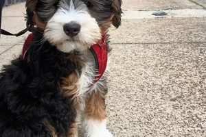 Adorable Mini Bernedoodle Teddy Bear Cuts & Styles Teddy Information – Everything You Need to Know About Teddy Bears Adorable Mini Bernedoodle Teddy Bear Cuts & Styles | Teddy Information – Everything You Need to Know About Teddy Bears
