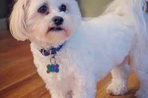 Top Teddy Bear Shichon Haircut Styles & Ideas Teddy Information – Everything You Need to Know About Teddy Bears Top Teddy Bear Shichon Haircut Styles & Ideas | Teddy Information – Everything You Need to Know About Teddy Bears