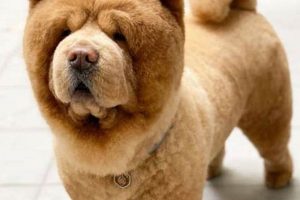 Adorable Teddy Bear Chow Chow Haircuts Teddy Information – Everything You Need to Know About Teddy Bears Adorable Teddy Bear Chow Chow Haircuts | Teddy Information – Everything You Need to Know About Teddy Bears