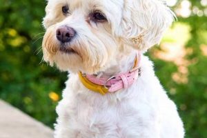 Adorable Teddy Bear Cut Havanese Grooming Guide Teddy Information – Everything You Need to Know About Teddy Bears Adorable Teddy Bear Cut Havanese Grooming Guide | Teddy Information – Everything You Need to Know About Teddy Bears