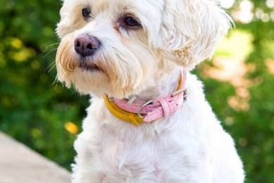 Adorable Teddy Bear Cut Havanese Grooming Guide Teddy Information – Everything You Need to Know About Teddy Bears Adorable Teddy Bear Cut Havanese Grooming Guide | Teddy Information – Everything You Need to Know About Teddy Bears