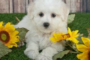 The Adventures of Teddy the Dog: A Tail of Joy Teddy Information – Everything You Need to Know About Teddy Bears The Adventures of Teddy the Dog: A Tail of Joy | Teddy Information – Everything You Need to Know About Teddy Bears
