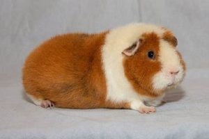 Adorable Teddy Cavy Guinea Pigs: Care & Facts Teddy Information – Everything You Need to Know About Teddy Bears Adorable Teddy Cavy Guinea Pigs: Care & Facts | Teddy Information – Everything You Need to Know About Teddy Bears