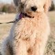Adorable Goldendoodle English Teddy Bear Puppies | Teddy Information – Everything You Need to Know About Teddy Bears