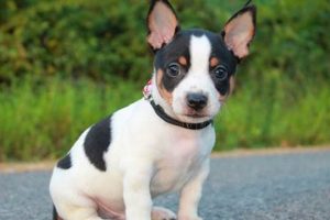Adorable Teddy Roosevelt Terrier Puppies: Find Yours Teddy Information – Everything You Need to Know About Teddy Bears Adorable Teddy Roosevelt Terrier Puppies: Find Yours | Teddy Information – Everything You Need to Know About Teddy Bears
