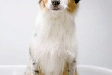 Adorable Australian Shepherd Teddy Bear Cuts & Styles Teddy Information – Everything You Need to Know About Teddy Bears Adorable Australian Shepherd Teddy Bear Cuts & Styles | Teddy Information – Everything You Need to Know About Teddy Bears