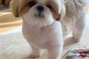 Adorable Teddy Bear Shih Tzu Puppies & Grooming Teddy Information – Everything You Need to Know About Teddy Bears Adorable Teddy Bear Shih Tzu Puppies & Grooming | Teddy Information – Everything You Need to Know About Teddy Bears