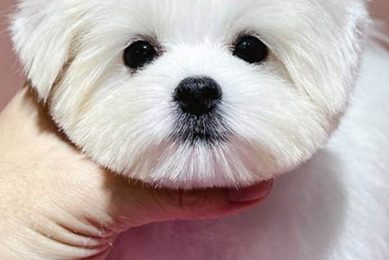 The Perfect Maltese Teddy Bear Cut Guide Teddy Information – Everything You Need to Know About Teddy Bears The Perfect Maltese Teddy Bear Cut Guide | Teddy Information – Everything You Need to Know About Teddy Bears
