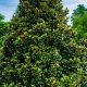 Buy Teddy Bear Magnolia Trees | Sale Now On! | Teddy Information – Everything You Need to Know About Teddy Bears