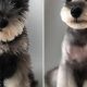 Adorable Schnauzer Teddy Bear Cuts & Styles | Teddy Information – Everything You Need to Know About Teddy Bears