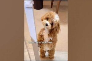 Adorable Teddy Bear Dog Crossbreeds: NYT Spotlight Teddy Information – Everything You Need to Know About Teddy Bears Adorable Teddy Bear Dog Crossbreeds: NYT Spotlight | Teddy Information – Everything You Need to Know About Teddy Bears