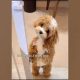 Adorable Teddy Bear Dog Crossbreeds: NYT Spotlight | Teddy Information – Everything You Need to Know About Teddy Bears