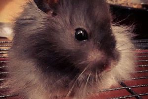 Cuddly Teddy Bear Black Hamster Care Guide Teddy Information – Everything You Need to Know About Teddy Bears Cuddly Teddy Bear Black Hamster Care Guide | Teddy Information – Everything You Need to Know About Teddy Bears