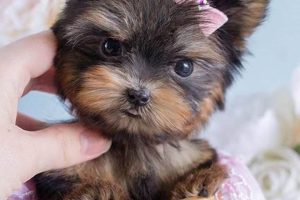 Adorable Teddy Bear Yorkie Puppies: Find Your Cuddly Companion Teddy Information – Everything You Need to Know About Teddy Bears Adorable Teddy Bear Yorkie Puppies: Find Your Cuddly Companion | Teddy Information – Everything You Need to Know About Teddy Bears