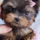 Adorable Teddy Bear Yorkie Puppies: Find Your Cuddly Companion | Teddy Information – Everything You Need to Know About Teddy Bears