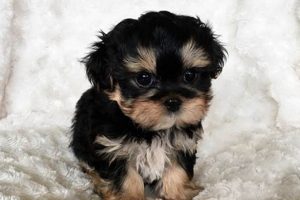 Adorable Teddy Bear Puppies for Sale in WI Teddy Information – Everything You Need to Know About Teddy Bears Adorable Teddy Bear Puppies for Sale in WI | Teddy Information – Everything You Need to Know About Teddy Bears
