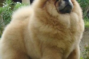 Giant Teddy Bear Dog Breeds: A Cuddly Guide Teddy Information – Everything You Need to Know About Teddy Bears Giant Teddy Bear Dog Breeds: A Cuddly Guide | Teddy Information – Everything You Need to Know About Teddy Bears